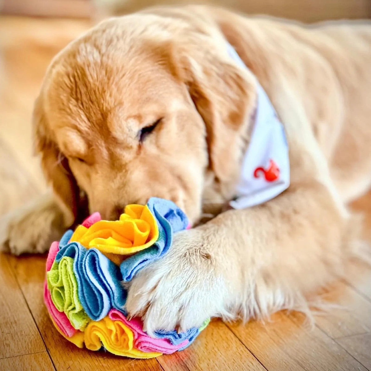 Pet Supplies